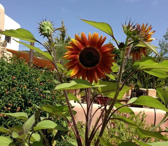 Xarc Farm stay Santa Eularia des Riu